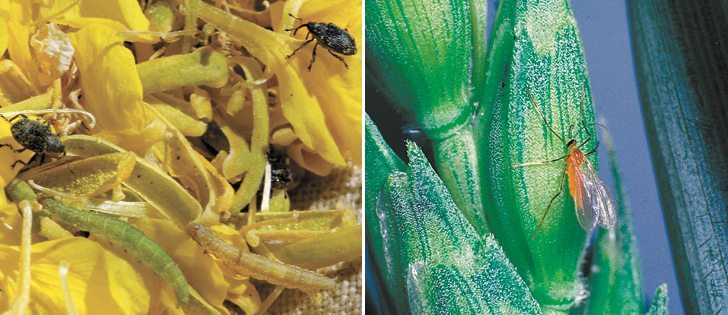 Growers are warned to watch for cabbage seedpod weevils (left). Late seeding increases the risk of wheat midge issues.  |  File photo