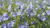 Researchers say fertilizer, fungicides and weed control are critical to success. | File photo