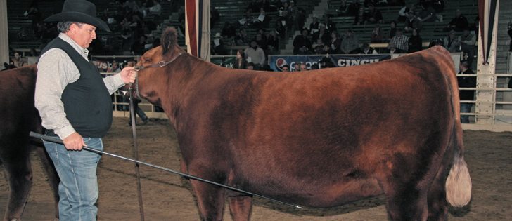 Kent McCune of Blairs.Ag Cattle Company in Lanigan, Sask., shows the grand champion Red Angus female named Red Bar EL Kassie 129B at the National Western Stock Show in Denver. The 110th annual stock show ran from Jan. 9-24.  |  Barbara Duckworth photo