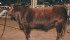 Scott Severtson of Innisfail, Alta., had the senior champion Gelbvieh bull with this two-year-old named SLC Swagger at the 2016 National Western Stock Show in Denver, Colorado.
| Barbara Duckworth photo