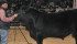 PM Thunderstruck, named grand champion Angus bull in Denver, is on a winning streak, taking the spotlight at several cattle shows this fall. | Barbara Duckworth photo