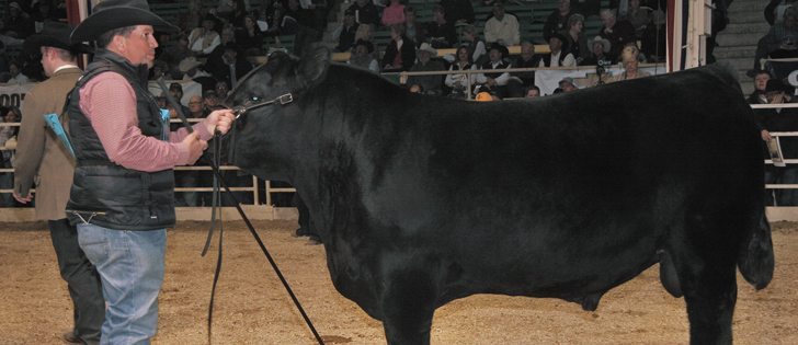PM Thunderstruck, named grand champion Angus bull in Denver, is on a winning streak, taking the spotlight at several cattle shows this fall.  |  Barbara Duckworth photo