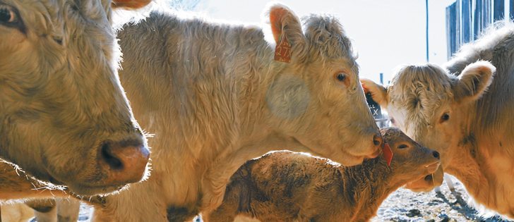 calves