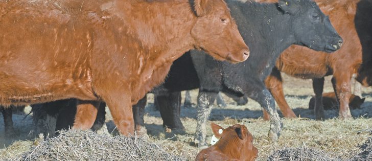 Crowded conditions can increase a calf’s exposure to viruses and bacteria in the manure of adult cows, leading to scours.  |  File photo