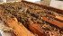 Scientists with the Pest Management Regulatory Agency said there was “no potential risk to bees” from seed treated with imidacloprid, a Bayer product sold under the name Gaucho. | File photo