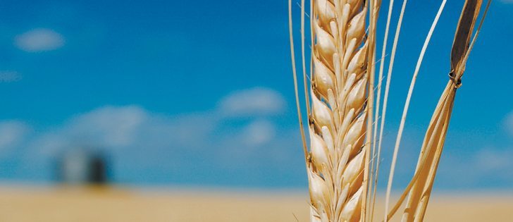 For the next two or three years at least, established standbys such as Metcalfe and Copeland will likely remain the most widely produced malting barley varieties in Western Canada. |File photo