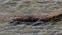 Although many consider the beaver to be destructive, it can actually help protect ranchland from droughts. | Susan Drury/Flickr.com photo