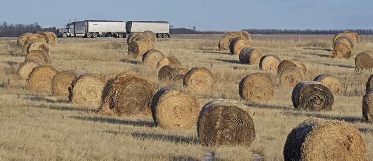 It’s the middle of February and no snow is in sight in this field of round bales north of Shaunavon, Sask.  |  William DeKay photo