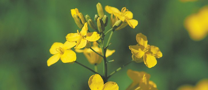 Only 45 percent of the flowers on a canola plant typically set seed but new research may improve that number.  |  File photo