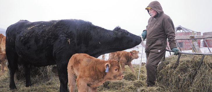Australian and U.S. producers are restocking herds after severe droughts but analyst says cow-calf producers are getting a signal to expand. | File photo