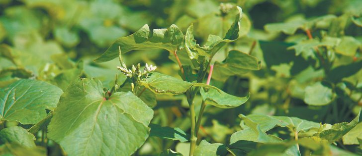 Strong prices will likely spark a buckwheat acreage increase this spring.  |  File photo
