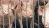 As an example of what can happen in a particular market, prices can collapse when hog supply exceeds packer capacity. | File photo