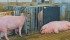 A government veterinarian says farmers, truckers and others who handle pigs can solve a lot of animal welfare issues by paying attention to signs of distress. | File photo