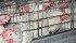Humane Society International is pushing for battery cages to be phased out entirely, giving birds access to the entire barn floor, but producers argue that causes territorial issues and birds can peck one another to death. | File photo