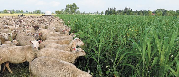 All fields on Boettcher’s farm are routinely cropped, grazed and fertilized with goats and sheep.  |   Chris Boettcher photo