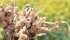 Resistant varieties are advised as canola disease moves east. | File photo
