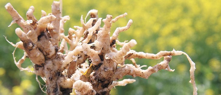 Resistant varieties are advised as canola disease moves east. | File photo