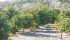 Rancho Guejito has responded to California’s drought by converting some of its land to grapefruit, orange, lemon, tangerine and avocado trees. | Barbara Duckworth photo