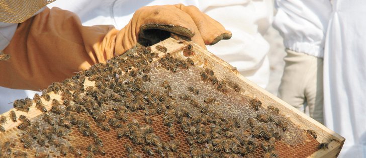 Extreme temperature changes during shipping have been blamed for queen bees not living as long as they once did.  |  File photo