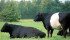 Cattle similar to the Galloway have been part of the British landscape for centuries.
| Our Gate to Your Plate farm photo