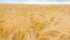 Malting barley growers had argued that coverage under commercial barley insurance did not reflect their risk. | File photo