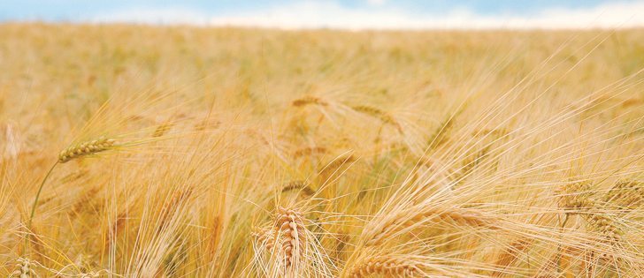 Malting barley growers had argued that coverage under commercial barley insurance did not reflect their risk.  |  File photo