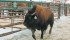 Bison exporter says high prices aren’t deterring buyers for the “Cadillac or Rolls Royce” of the meat industry. | File photo