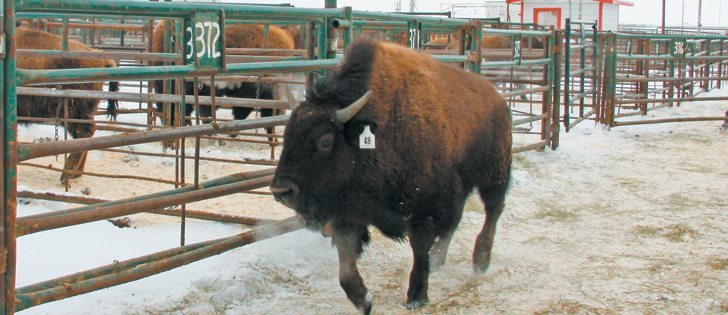 Bison exporter says high prices aren’t deterring buyers for the “Cadillac or Rolls Royce” of the meat industry.  |  File photo