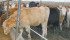 Producers need to weigh the costs and benefits of increasing roughage in cattle rations. | File photo