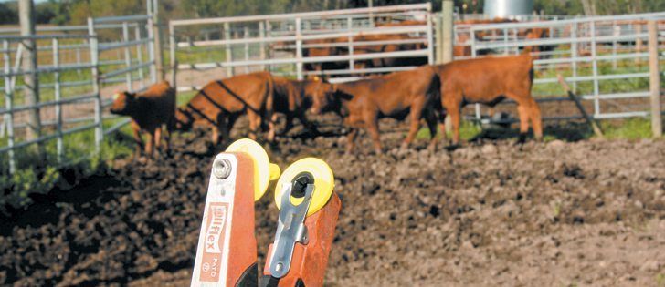 Producers still aren’t sure what to do about tags in specific situations, while auction marts resent CFIA’s role as enforcer of the country’s tagging policy.  |  File photo