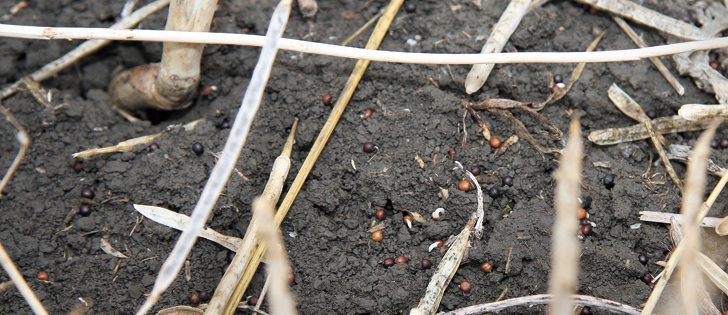 Canola seed remains after the combines have passed. By maintaining low harvest losses, producers can improve their margins, even when operations seem more efficient. |  File photo