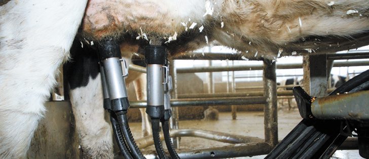 CRISPR could be used to produce milk proteins that treat human illness.  |  File photo