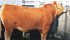 Akaushi bulls were on display at the National Western Stock Show held in Denver Jan. 9-24. Valued for their beef quality in Japan, the original cattle were imported in 1994. | Barbara Duckworth photo