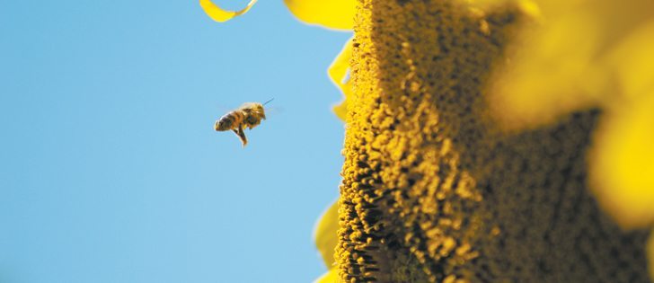 Sunflower acres dropped in Manitoba last year to 94,263 from 184,523 in 2008.  |  File photo