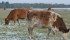Producers should check the quality of the forage. If it’s brown, the nutrition content is likely low and the cattle should receive supplements. | File photo