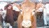 American beef producers are concerned that Australia is taking market share in Asian and African markets. | File photo