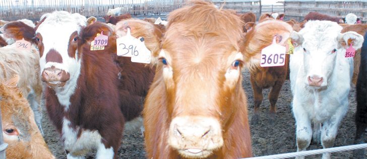 American beef producers are concerned that Australia is taking market share in Asian and African markets.  |  File photo