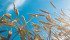 If a La Nina develops it could threaten the U.S. hard red winter wheat crop. | File photo