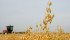 Richardson International is maintaining the status quo when it comes to oats. The company will continue to accept oats that are sprayed pre-harvest with glyphosate. | File photo