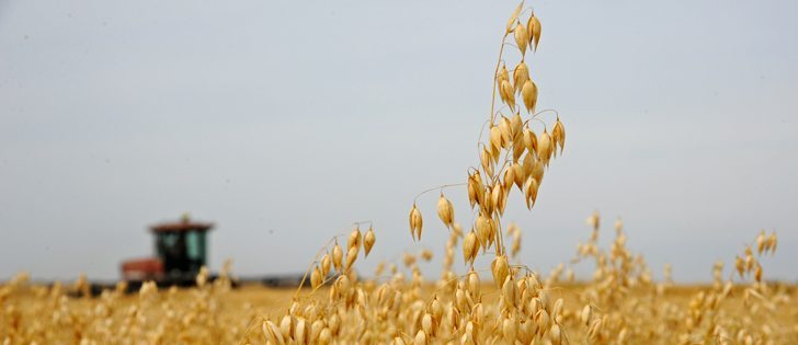 Richardson International is maintaining the status quo when it comes to oats. The company will continue to accept oats that are sprayed pre-harvest with glyphosate. | File photo