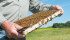 A Peavey Mart spokesman said beekeeping supplies is a growing category for the hardware store. | File photo