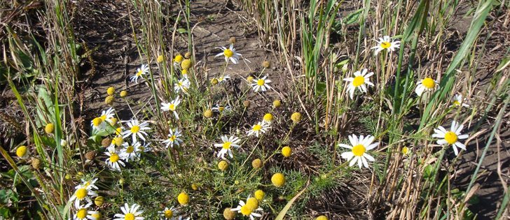 The 2016 version of Ontario's Worst Weeds is inviting growers to cast their ballots and share information about the worst weeds on their farms. | Photo via https://uoguelph.eu.qualtrics.com/SE/?SID=SV_dcBMByebR7HQptb