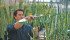 Cibus researchers expect to soon run field trials of herbicide tolerant flax. | Cibus photo