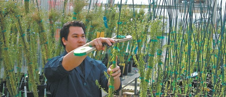 Cibus researchers expect to soon run field trials of herbicide tolerant flax.  |  Cibus photo