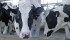 These animals are well cared for, like most others in the dairy industry, but a 2014 incident at a Chillwack, B.C., dairy facility showed a darker side. Charges were laid last week. | File Photo
