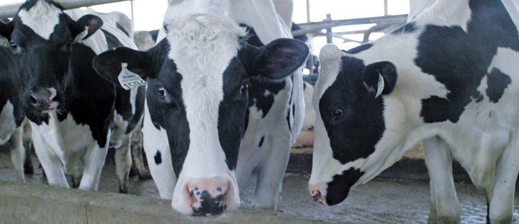These animals are well cared for, like most others in the dairy industry, but a 2014 incident at a Chillwack, B.C., dairy facility showed a darker side. Charges were laid last week. | File Photo