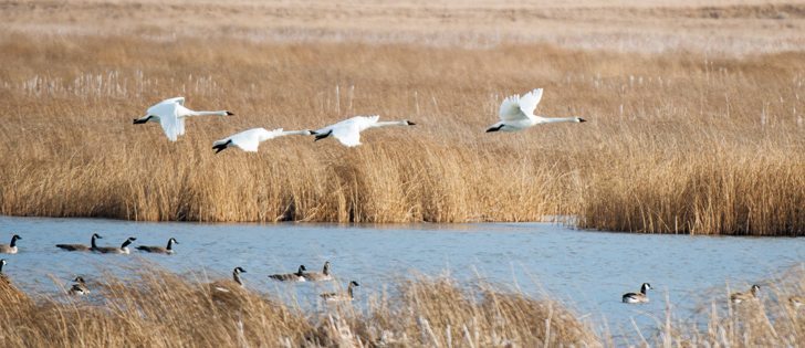 Signs of an early spring are everywhere from Canada to the United States. Winter wheat in the U.S. Plains is  out of dormancy. The crop is in good shape, but fields are drying and there is always a risk for spring frost damage.  |  Mike Sturk photo 