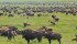 Producers have expressed concerns over a plan to move bison into Banff National Park. | File photo