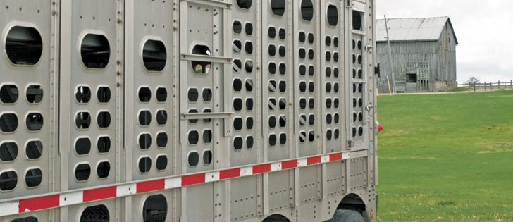 The new agriculture minister should introduce stricter regulations protecting animals during transport, says the author.  |  File photo