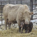 A newborn calf nuzzles under its mom's neck on a bed of straw in an outdoor pen.
